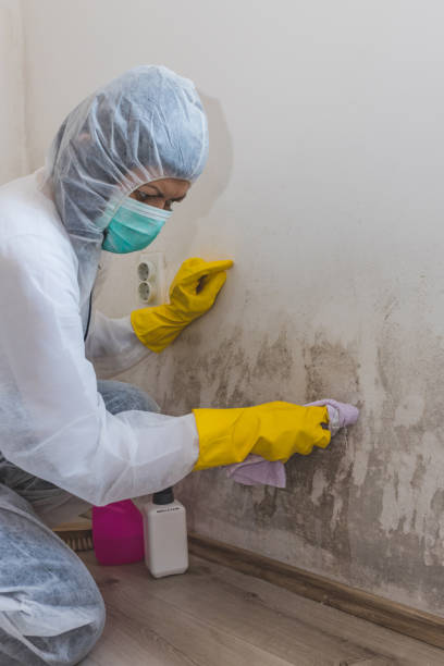 Best Water Damage & Mold Remediation  in Pine Lakes, FL