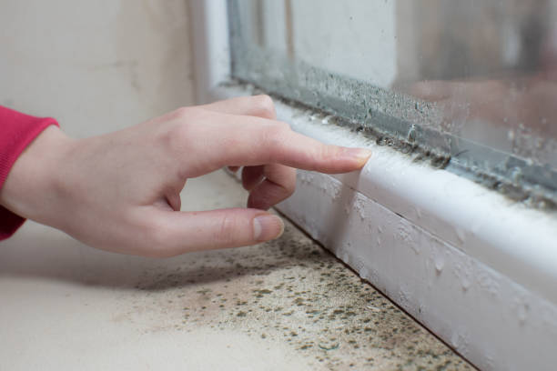 Best Mold Prevention Services  in Pine Lakes, FL